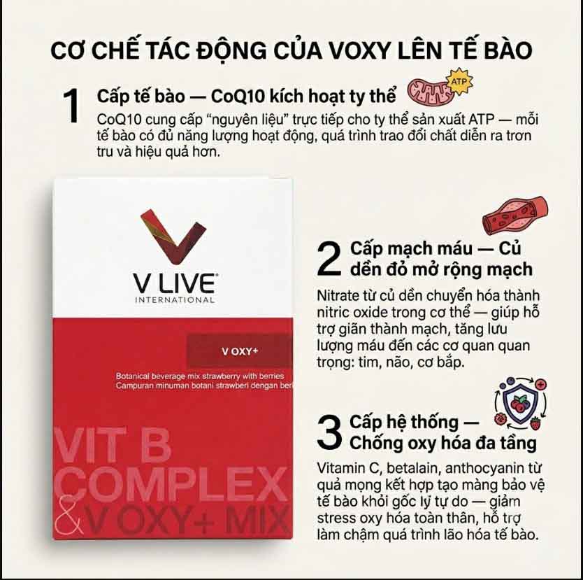 cơ chế tác động của v oxy lên cơ thể