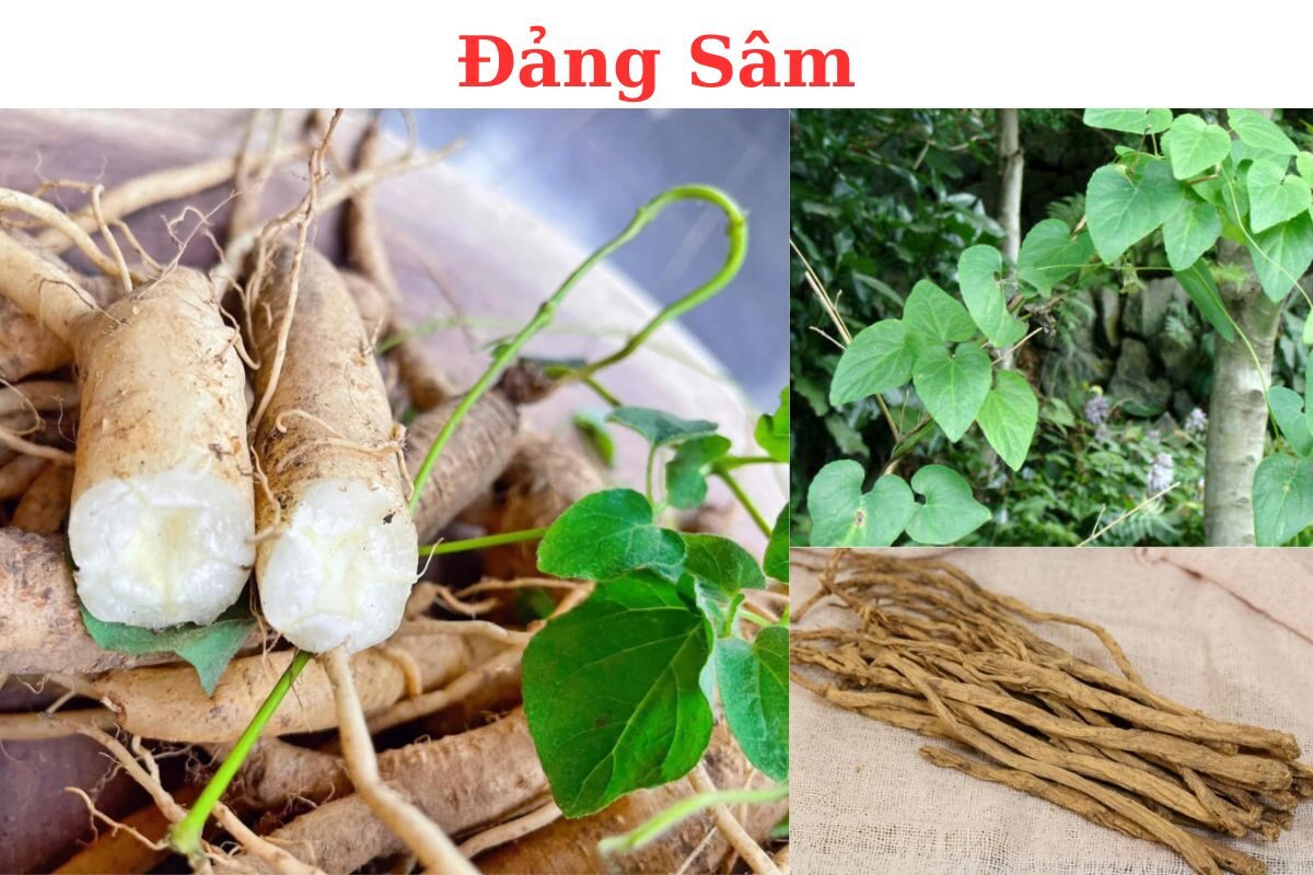 Đẳng sâm là loại thảo dược tăng cường sức khỏe quý giúp lưu thông khí huyết, giúp cơ thể nhanh hồi phục